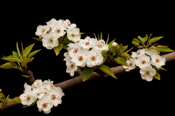数码单反摄影宝典 花卉拍摄的技巧指南_数码