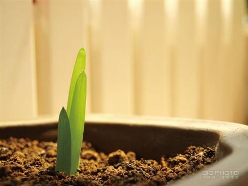 简单才最美 10招极简风格拍摄小技巧_数码_科技时代_新浪网