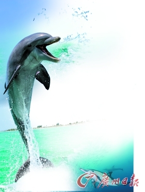 海豚:可能是地球上最聪明的动物