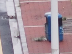 M4/3С�����񾵰��ְ�˹45mm/F1.8����