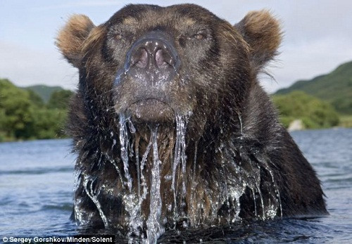 摄影师面对面拍摄勇敢棕熊 仅用围笼保护(组图)