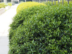 M4/3С�����񾵰��ְ�˹45mm/F1.8����