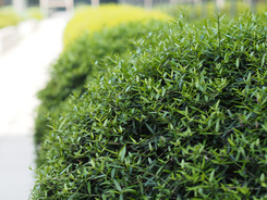 M4/3С�����񾵰��ְ�˹45mm/F1.8����