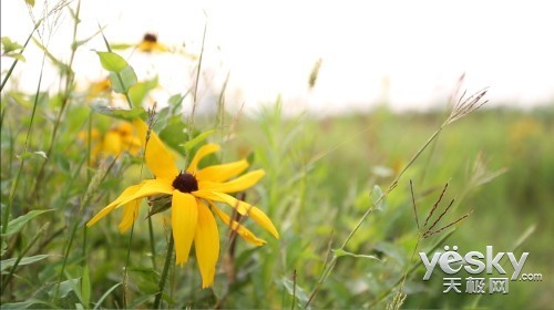 双面夏娃佳能EOS-1DX视频功能评测(2)