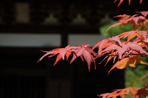 最便携的专业备机索尼黑卡RX100解析(2)