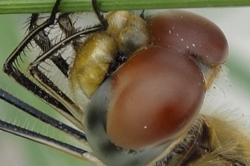 最便携的专业备机索尼黑卡RX100解析(2)