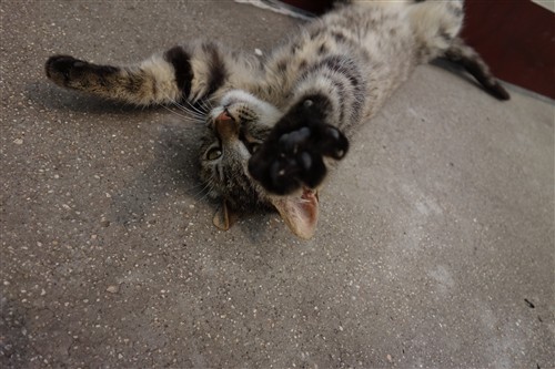 最便携的专业备机索尼黑卡RX100解析(2)