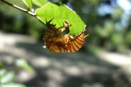 最便携的专业备机索尼黑卡RX100解析(2)