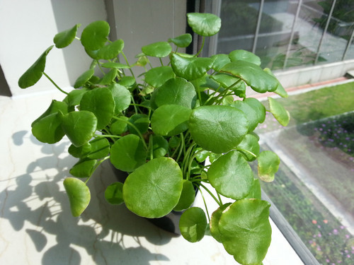 iPhone5/4S/С��2/I9300�������ŶԱ�(2)