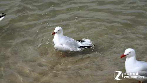 全球首款全画幅半透镜单电索尼A99评测