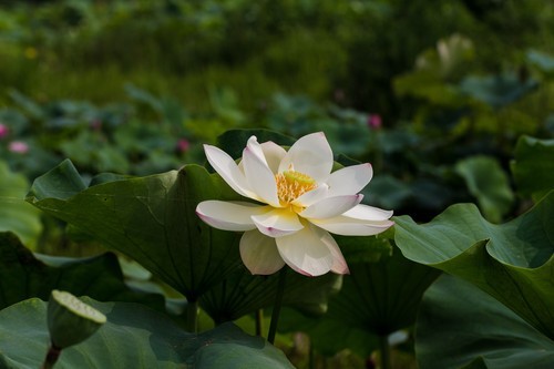 旗舰单反无冕之王 佳能EOS 1D X深度评测