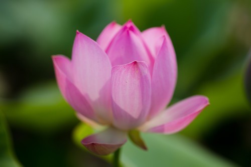 旗舰单反无冕之王 佳能EOS 1D X深度评测