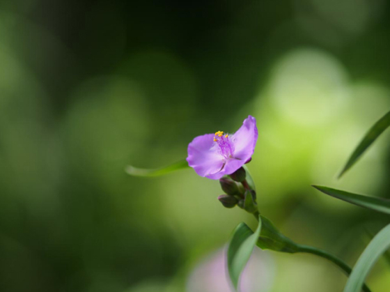 术业有专攻奥林巴斯M4/3顶级定焦镜头详解