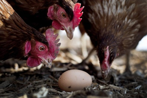 基因改造让鸡“生”鸭蛋有望挽救濒危鸟类