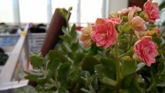 1499Ԫ����ǿ˫�� С���ֻ�2Aȫ������ 