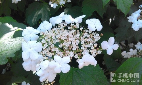 1290元WP8大屏双核 华为W1电信版评测(2)|华