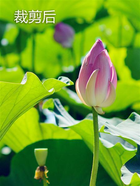 记录生活中的花花草草尼康D3200体验