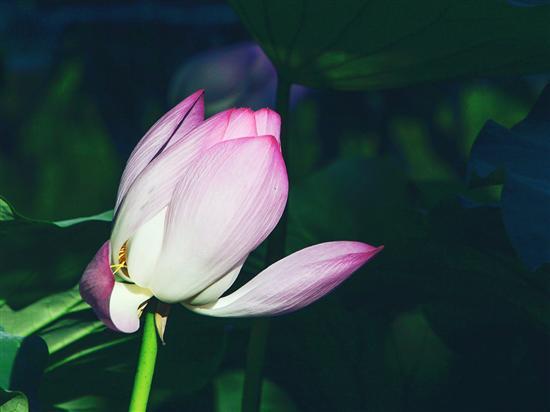 记录生活中的花花草草尼康D3200体验