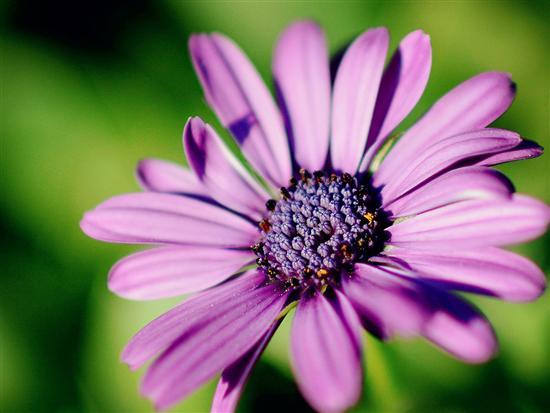 记录生活中的花花草草尼康D3200体验
