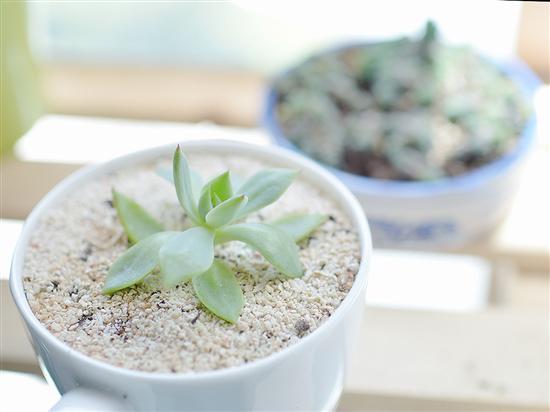 记录生活中的花花草草尼康D3200体验