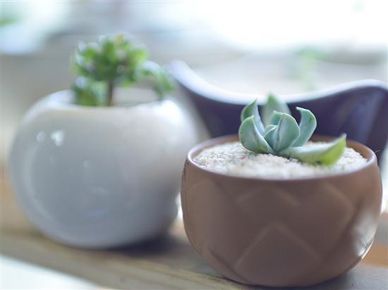 记录生活中的花花草草尼康D3200体验