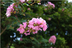 �ڿ�����΢���¾�����RX100�Ա�NEX5R