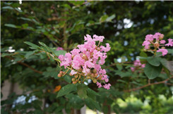 �ڿ�����΢���¾�����RX100�Ա�NEX5R