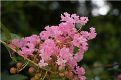 �ڿ�����΢���¾�����RX100�Ա�NEX5R