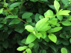 尖Phone:极客/发烧 中兴GEEK对比小米2S 