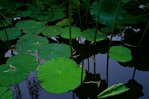 ��Ӱʦ��������������RX1R��ϸ����(6)