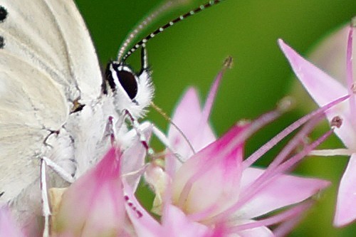 摄影师的随身利器索尼RX1R详细评测(5)
