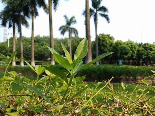 发烧的巨兽骁龙800芯LGOptimusG2评测