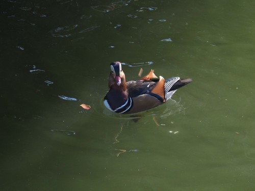全能旅游30倍分享长焦 Canon-SX510 HS测试
