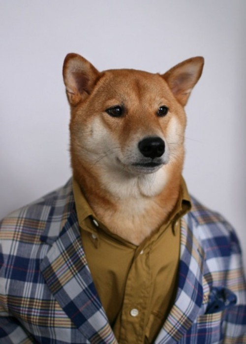 时尚狗狗的穿衣指南 搞笑创意摄影图赏