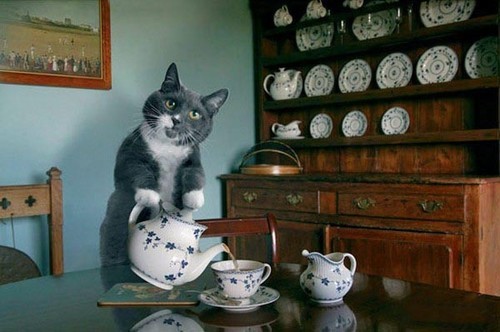贤惠的猫管家 看猫咪如何帮主人做家务
