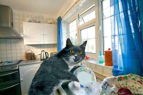 贤惠的猫管家 看猫咪如何帮主人做家务_数码