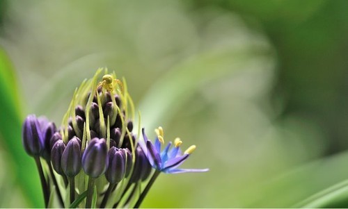 绝美的地中海蓝钟花 高清摄影图赏集_数码