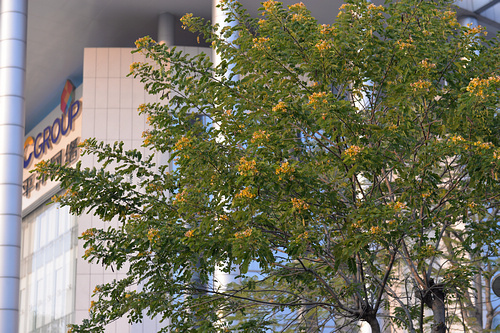 升级仅此而已?全画幅单反尼康D610评测 升级仅此而已?全画幅单反尼康D610评测