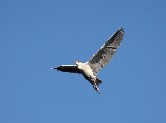 腾龙150-600mm远摄变焦镜头测评(2)