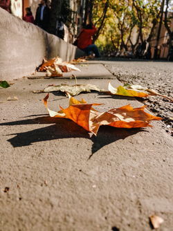 �������� ���ֻ������ĳ��ÿ��Ľ�ͷ��Ӱ