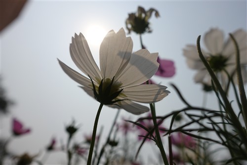 内置弹出式EVF索尼黑卡RX100III评测(5)