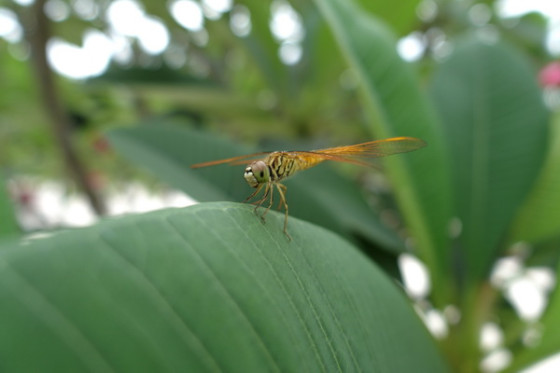 无可挑剔的卡片相机索尼RX100III评测(6)