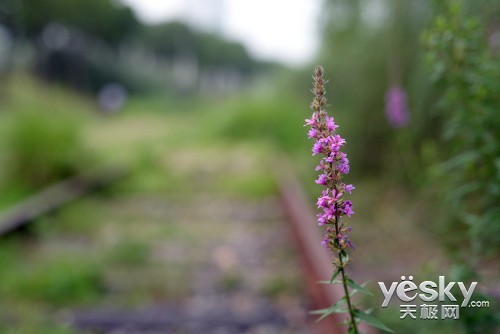 极致解像 适马50mm F1.4 DG HSM镜头评测_数