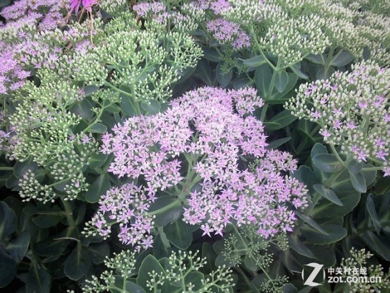 硬朗精英专业范儿 联想ThinkPad 10评测