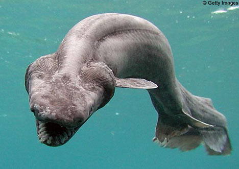12种活化石动物：迄今只发现2条的皱鳃鲨