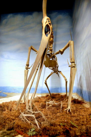 图文:无齿翼龙养育后代_科学探索