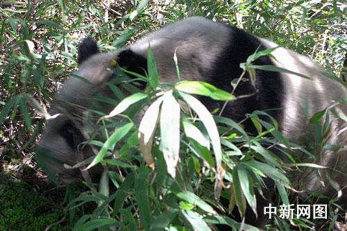 科技时代_都江堰龙池发现野生大熊猫(图)