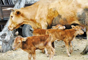 8月11日,黑龙江省牡丹江市宁安市海浪镇东炉村农民于洪江家的一头母牛