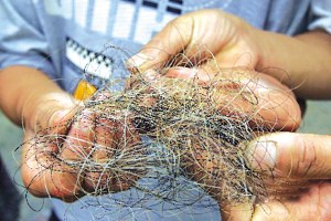 中国专家拟重启神农架野人科考_科学探索_科技时代_新浪网