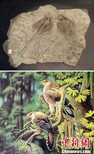 孔子鸟化石见证1.25亿年前爱情(图)